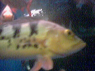 "we live in the projects" -- another eyemodule photo of within a Bob Strain fish tank...